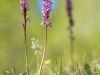 Orchis mascula - 03